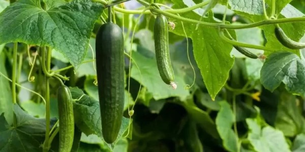 تصویر 4 از خرید و قیمت خیار سبز گلخانه ای + فروش صادراتی
